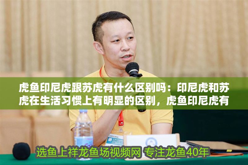 虎魚印尼虎跟蘇虎有什么區別嗎：印尼虎和蘇虎在生活習慣上有明顯的區別，虎魚印尼虎有什么區別 虎魚印尼虎跟蘇虎有什么區別嗎：印尼虎和蘇虎在生活習慣上有明顯的區別，虎魚印尼虎有什么區別 虎魚百科 第2張