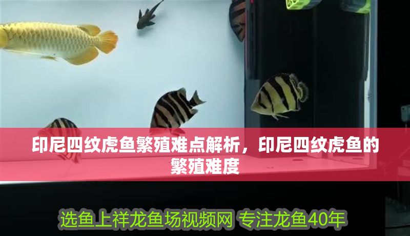 印尼四紋虎魚繁殖難點解析，印尼四紋虎魚的繁殖難度