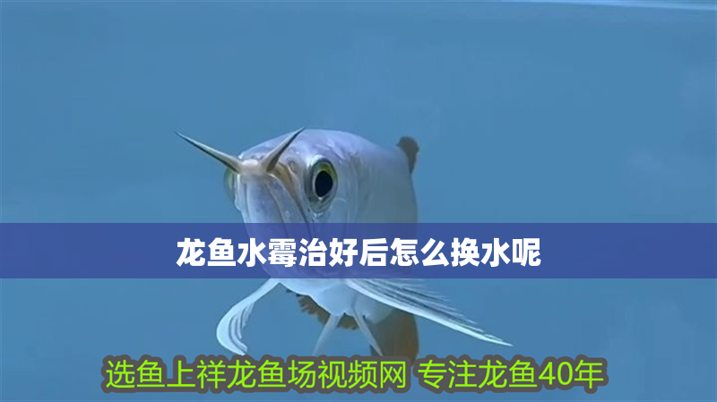 龍魚水霉治好后怎么換水呢