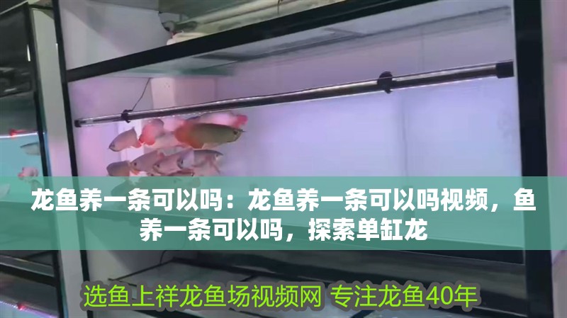 龍魚養一條可以嗎：龍魚養一條可以嗎視頻，魚養一條可以嗎，探索單缸龍