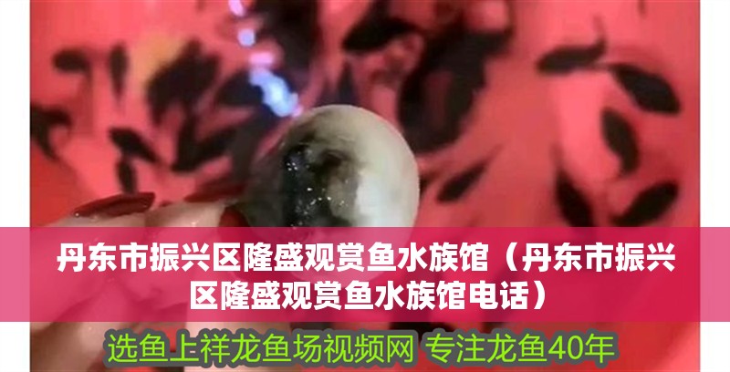 丹東市振興區隆盛觀賞魚水族館（丹東市振興區隆盛觀賞魚水族館電話）