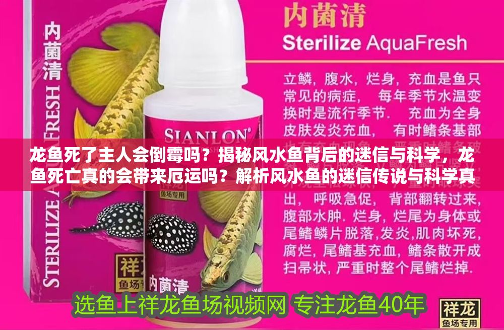 龍魚死了主人會倒霉嗎?揭秘風水魚背后的迷信與科學,龍魚死亡真的會帶來厄運嗎?解析風水魚的迷信傳說與科學真相 龍魚百科 第1張 龍魚死了主人會倒霉嗎?揭秘風水魚背后的迷信與科學,龍魚死亡真的會帶來厄運嗎?解析風水魚的迷信傳說與科學真相 龍魚死了主人會倒霉嗎?揭秘風水魚背后的迷信與科學,龍魚死亡真的會帶來厄運嗎?解析風水魚的迷信傳說與科學真相 龍魚百科 第1張