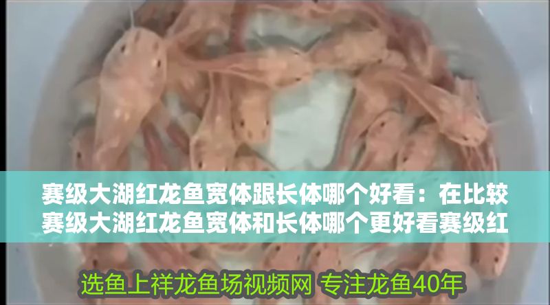 賽級大湖紅龍魚寬體跟長體哪個好看:在比較賽級大湖紅龍魚寬體和長體哪個更好看賽級紅龍魚寬體與長體區別 大湖紅龍魚百科 第2張 賽級大湖紅龍魚寬體跟長體哪個好看:在比較賽級大湖紅龍魚寬體和長體哪個更好看賽級紅龍魚寬體與長體區別 賽級大湖紅龍魚寬體跟長體哪個好看:在比較賽級大湖紅龍魚寬體和長體哪個更好看賽級紅龍魚寬體與長體區別 大湖紅龍魚百科 第2張