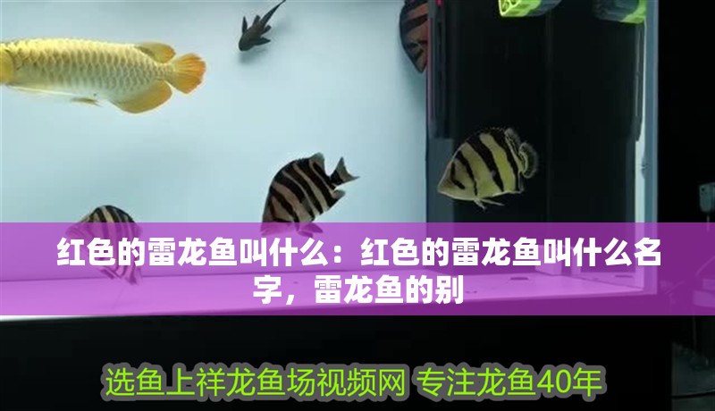 紅色的雷龍魚(yú)叫什么：紅色的雷龍魚(yú)叫什么名字，雷龍魚(yú)的別