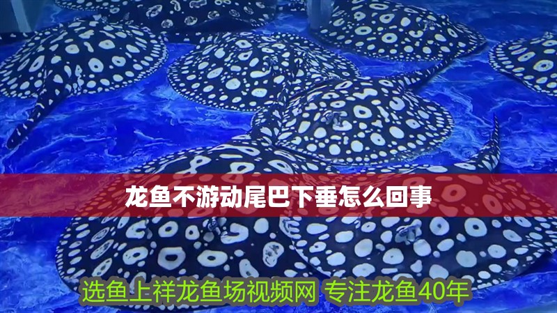龍魚不游動尾巴下垂怎么回事