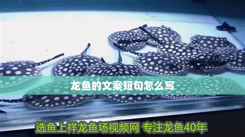 龍魚的文案短句怎么寫