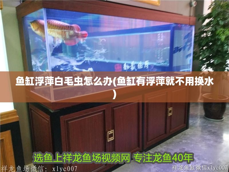魚缸浮萍白毛蟲怎么辦(魚缸有浮萍就不用換水) 黃金貓魚百科 第1張 魚缸浮萍白毛蟲怎么辦(魚缸有浮萍就不用換水) 魚缸浮萍白毛蟲怎么辦(魚缸有浮萍就不用換水) 黃金貓魚百科 第1張
