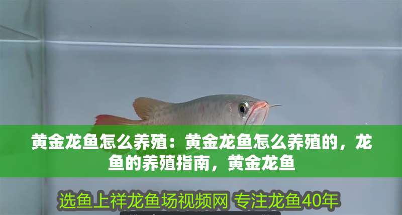 黃金龍魚怎么養殖：黃金龍魚怎么養殖的，龍魚的養殖指南，黃金龍魚
