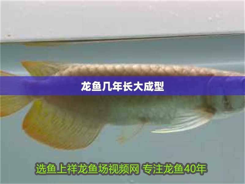 龍魚幾年長大成型
