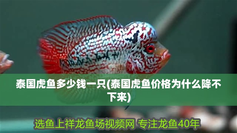 泰國虎魚多少錢一只(泰國虎魚價格為什么降不下來)