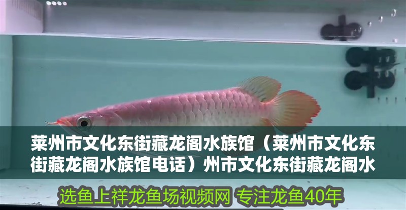 萊州市文化東街藏龍閣水族館（萊州市文化東街藏龍閣水族館電話）州市文化東街藏龍閣水族館，探索神秘的水下