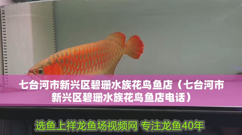 七臺(tái)河市新興區(qū)碧珊水族花鳥(niǎo)魚(yú)店（七臺(tái)河市新興區(qū)碧珊水族花鳥(niǎo)魚(yú)店電話） 七臺(tái)河市新興區(qū)碧珊水族花鳥(niǎo)魚(yú)店（七臺(tái)河市新興區(qū)碧珊水族花鳥(niǎo)魚(yú)店電話） 全國(guó)水族館企業(yè)名錄 第2張