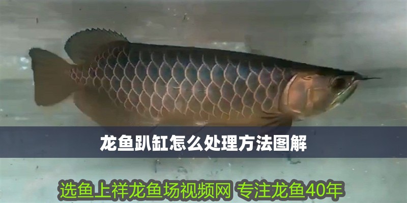 龍魚趴缸怎么處理方法圖解 龍魚趴缸怎么處理方法圖解 龍魚百科 第4張