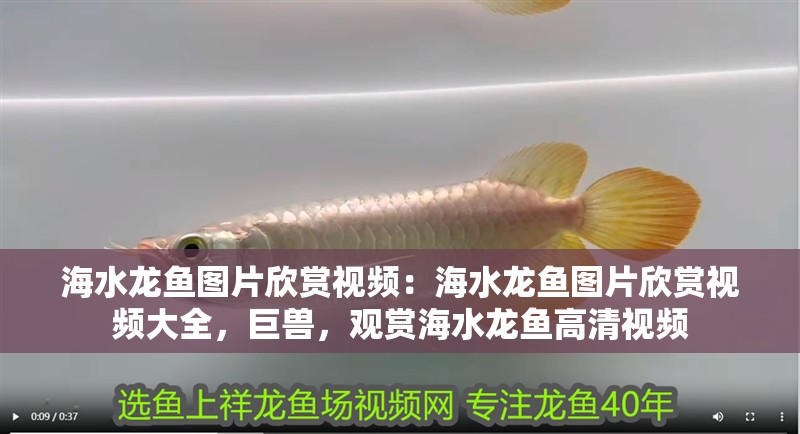 海水龍魚圖片欣賞視頻：海水龍魚圖片欣賞視頻大全，巨獸，觀賞海水龍魚高清視頻