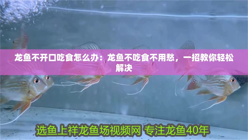 龍魚不開口吃食怎么辦：龍魚不吃食不用愁，一招教你輕松解決