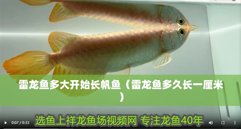 雷龍魚多大開始長帆魚（雷龍魚多久長一厘米）