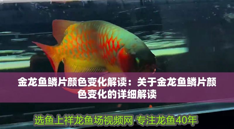 金龍魚鱗片顏色變化解讀：關(guān)于金龍魚鱗片顏色變化的詳細(xì)解讀