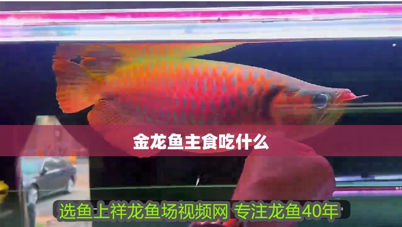 金龍魚主食吃什么 金龍魚主食吃什么 龍魚百科 第2張