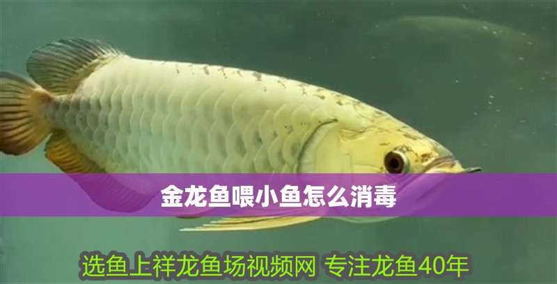 金龍魚喂小魚怎么消毒 金龍魚喂小魚怎么消毒 龍魚百科 第2張