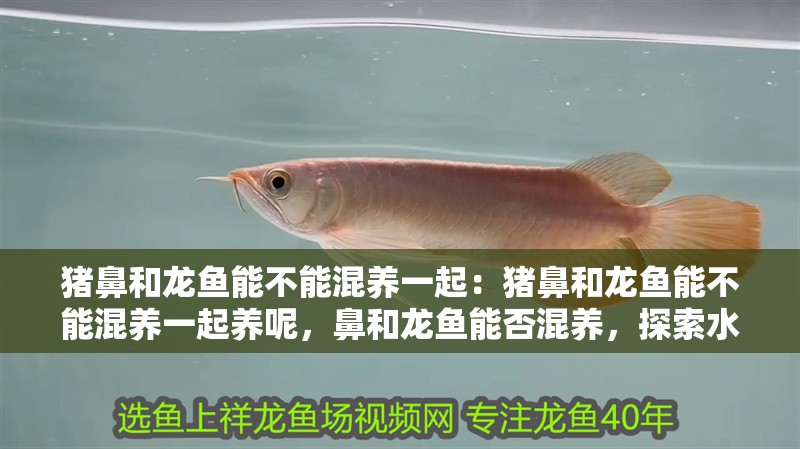 豬鼻和龍魚能不能混養一起：豬鼻和龍魚能不能混養一起養呢，鼻和龍魚能否混養，探索水族箱養殖的
