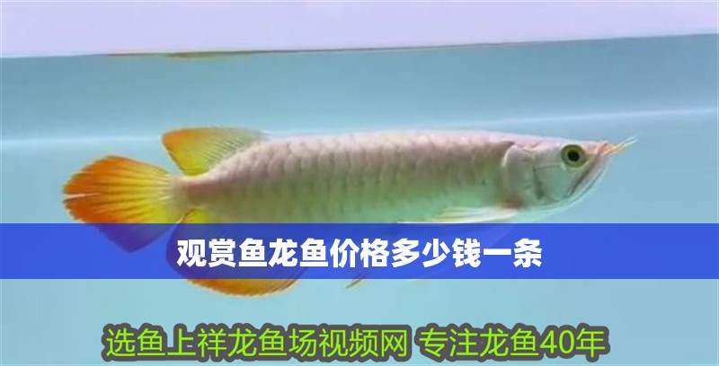 觀賞魚龍魚價格多少錢一條 觀賞魚龍魚價格多少錢一條 龍魚百科 第2張