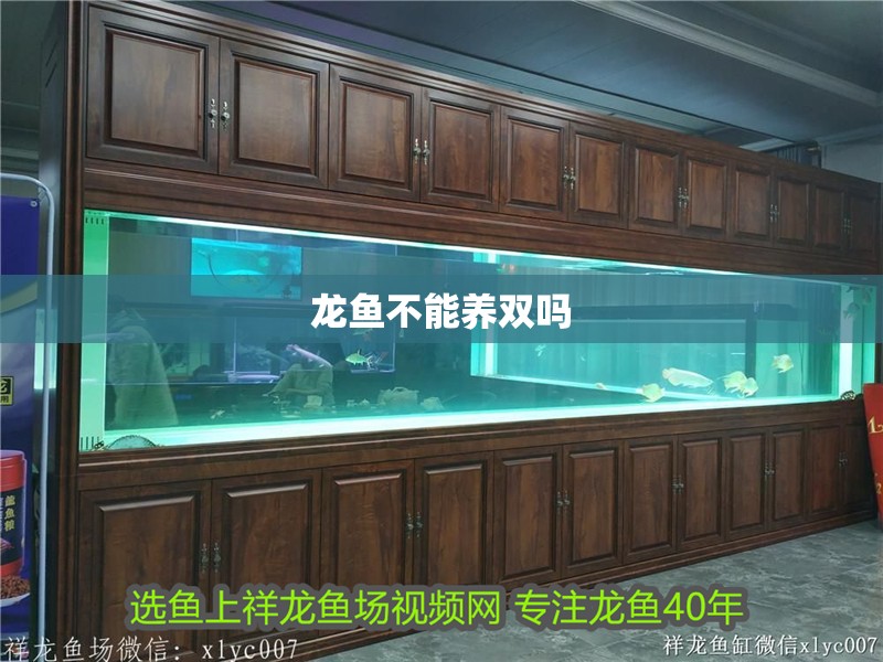 龍魚不能養雙嗎