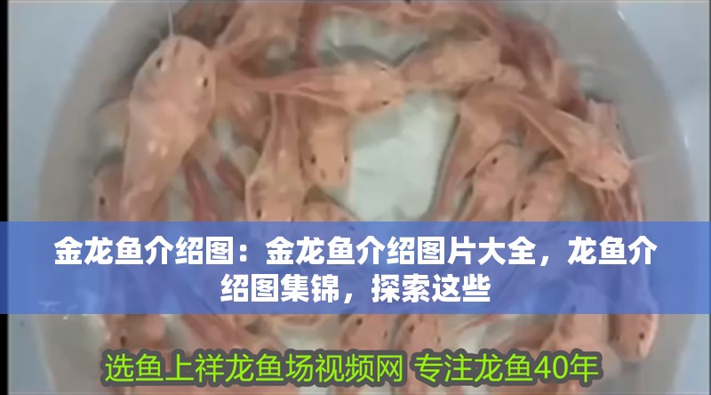 金龍魚介紹圖：金龍魚介紹圖片大全，龍魚介紹圖集錦，探索這些 金龍魚介紹圖：金龍魚介紹圖片大全，龍魚介紹圖集錦，探索這些 水族問答