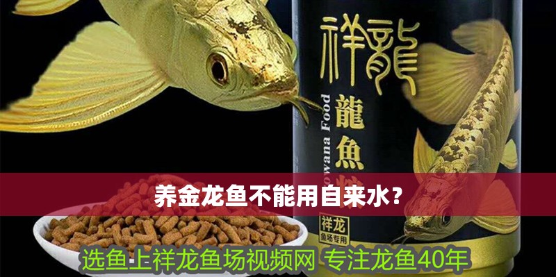 養金龍魚不能用自來水？