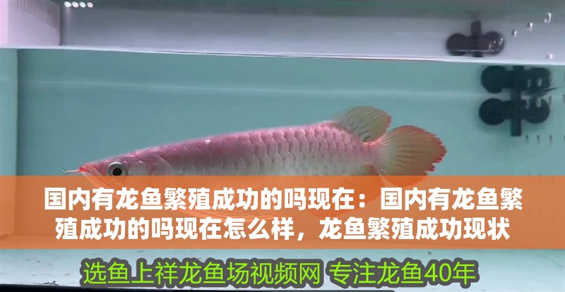 國內有龍魚繁殖成功的嗎現在：國內有龍魚繁殖成功的嗎現在怎么樣，龍魚繁殖成功現狀