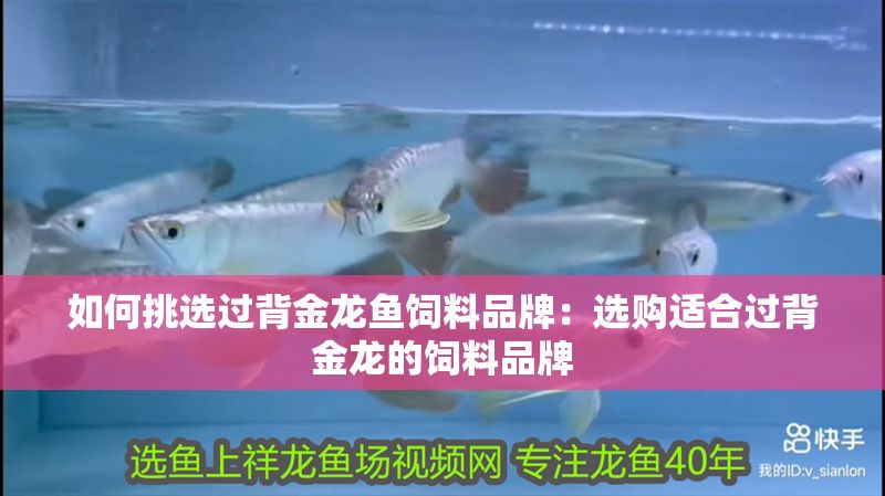 如何挑選過背金龍魚飼料品牌：選購適合過背金龍的飼料品牌
