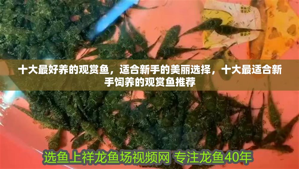 十大最好養的觀賞魚，適合新手的美麗選擇，十大最適合新手飼養的觀賞魚推薦 十大最好養的觀賞魚，適合新手的美麗選擇，十大最適合新手飼養的觀賞魚推薦 龍魚百科 第1張