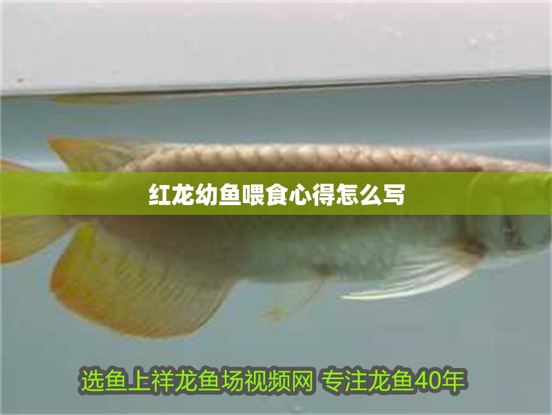 紅龍幼魚喂食心得怎么寫