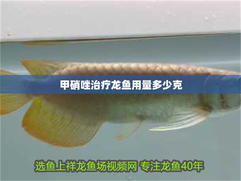 甲硝唑治療龍魚用量多少克