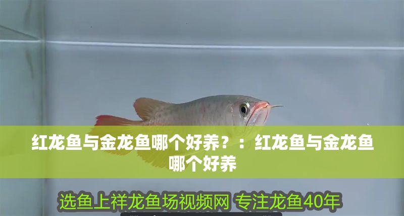 紅龍魚與金龍魚哪個(gè)好養(yǎng)？：紅龍魚與金龍魚哪個(gè)好養(yǎng)