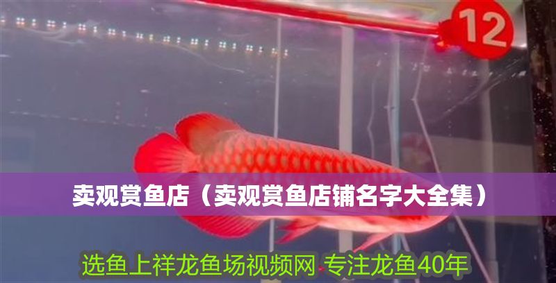 賣觀賞魚店（賣觀賞魚店鋪名字大全集）