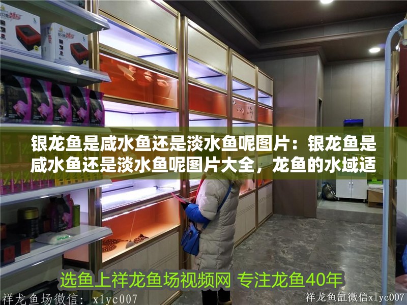 銀龍魚是咸水魚還是淡水魚呢圖片：銀龍魚是咸水魚還是淡水魚呢圖片大全，龍魚的水域適應性，咸水或