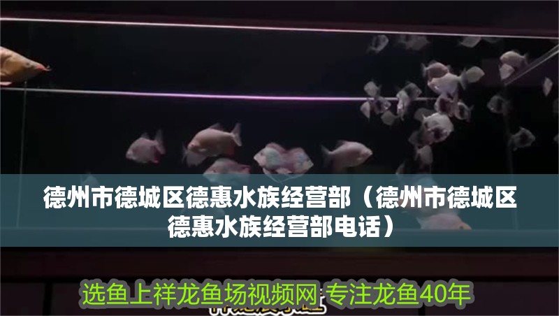 德州市德城區德惠水族經營部（德州市德城區德惠水族經營部電話）