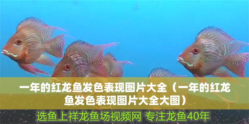 一年的紅龍魚發(fā)色表現(xiàn)圖片大全（一年的紅龍魚發(fā)色表現(xiàn)圖片大全大圖）