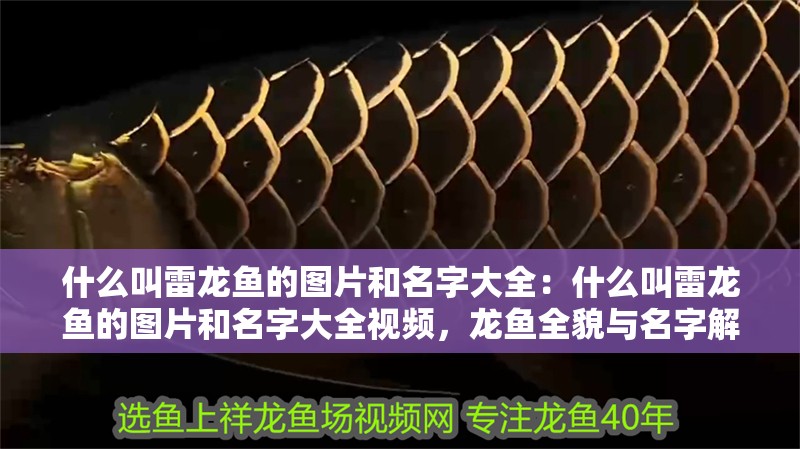 什么叫雷龍魚的圖片和名字大全：什么叫雷龍魚的圖片和名字大全視頻，龍魚全貌與名字解析，高清