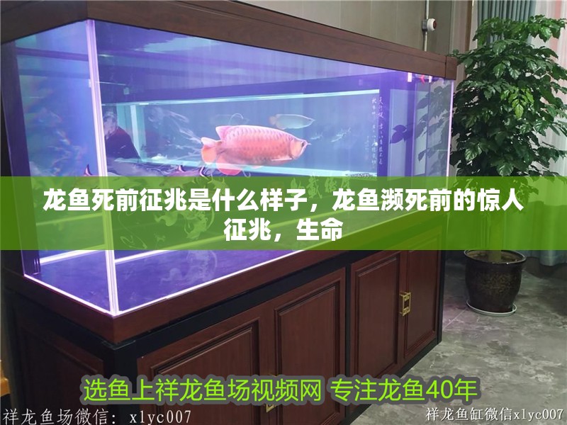 龍魚死前征兆是什么樣子，龍魚瀕死前的驚人征兆，生命