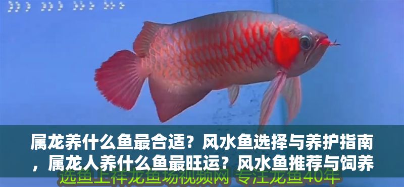 屬龍養(yǎng)什么魚(yú)最合適？風(fēng)水魚(yú)選擇與養(yǎng)護(hù)指南，屬龍人養(yǎng)什么魚(yú)最旺運(yùn)？風(fēng)水魚(yú)推薦與飼養(yǎng)全攻略