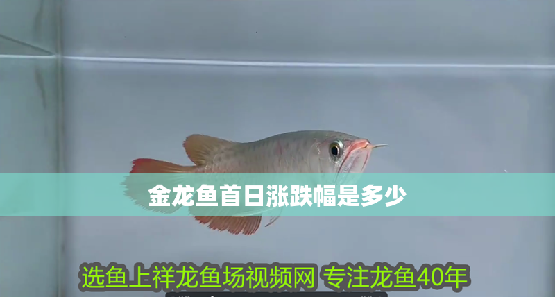 金龍魚首日漲跌幅是多少