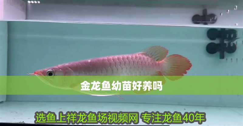 金龍魚幼苗好養(yǎng)嗎 金龍魚幼苗好養(yǎng)嗎 龍魚百科 第4張
