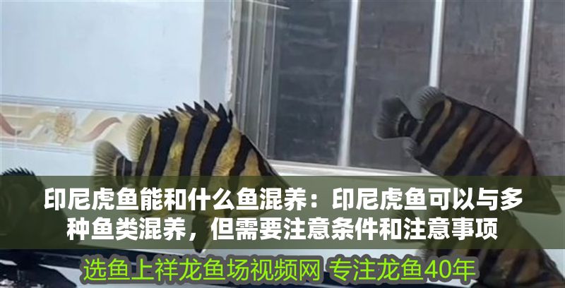 印尼虎魚能和什么魚混養：印尼虎魚可以與多種魚類混養，但需要注意條件和注意事項 印尼虎魚能和什么魚混養：印尼虎魚可以與多種魚類混養，但需要注意條件和注意事項 虎魚百科 第2張