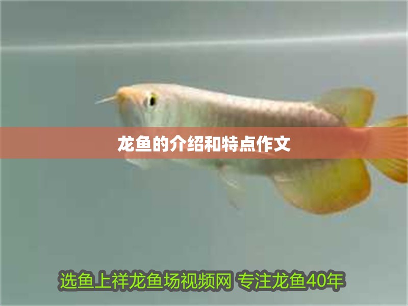 龍魚的介紹和特點作文 龍魚的介紹和特點作文 龍魚百科 第2張
