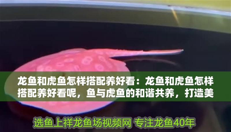 龍魚和虎魚怎樣搭配養好看：龍魚和虎魚怎樣搭配養好看呢，魚與虎魚的和諧共養，打造美觀的水族箱 龍魚和虎魚怎樣搭配養好看：龍魚和虎魚怎樣搭配養好看呢，魚與虎魚的和諧共養，打造美觀的水族箱 水族問答
