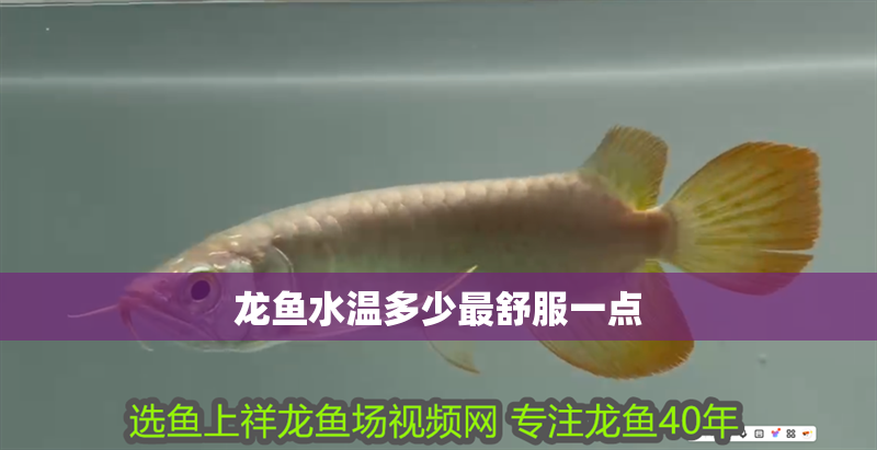 龍魚水溫多少最舒服一點
