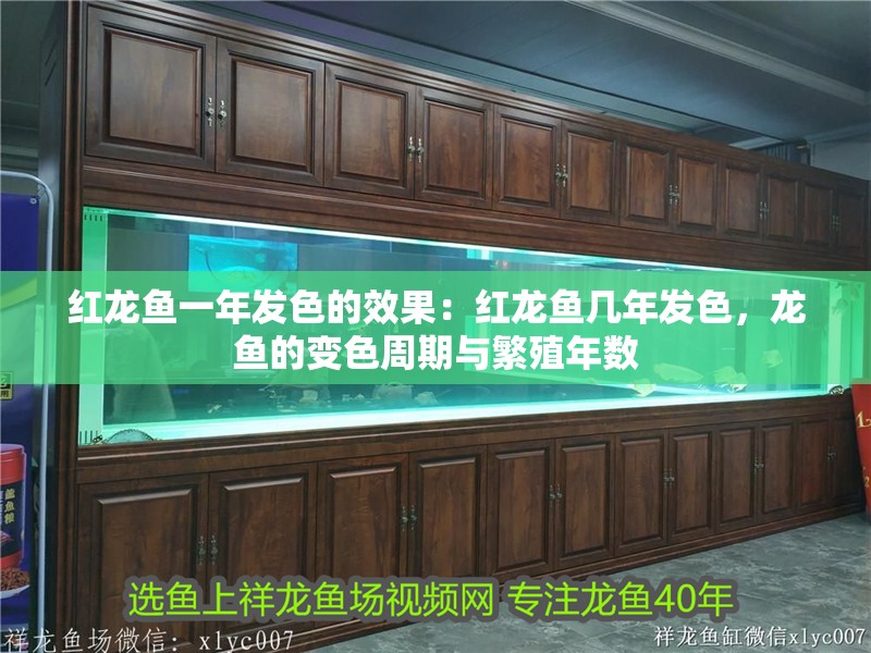 紅龍魚一年發色的效果：紅龍魚幾年發色，龍魚的變色周期與繁殖年數