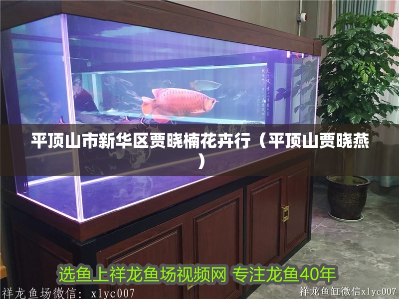 平頂山市新華區賈曉楠花卉行（平頂山賈曉燕）