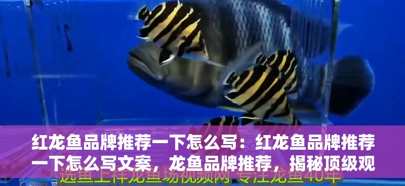 紅龍魚(yú)品牌推薦一下怎么寫(xiě)：紅龍魚(yú)品牌推薦一下怎么寫(xiě)文案，龍魚(yú)品牌推薦，揭秘頂級(jí)觀賞魚(yú)